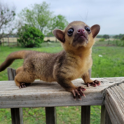 Kinkajou baby for sale.jpg